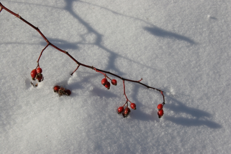 snowy berries.jpg - snowy berries